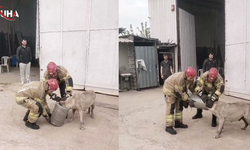 Bursa’da Hava Filtresine Sıkışan Köpeğin İmdadına İtfaiye Yetişti