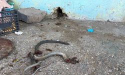 Yılanı Vurmak İsterken 5 Kişiyi Yaraladı