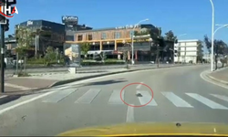 Trafiği Durdurup Kaplumbağayı Koruyan Şoför Sosyal Medyada Gündem Oldu