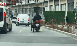 Seyrantepe'de Hayvan Hakları İhlali