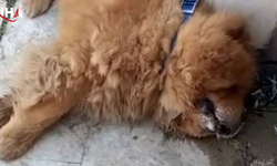 Antalya'da Köpeğe Eziyet Eden Şüpheli Adliyeye Sevk Ediliyor