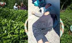Rize’de Çay Hasadında 30 İşçiye Acımasız Saldırı