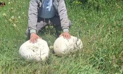 Sivas Kırsalında 20 Kilogramlık Dev Mantar Bulundu