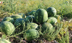 Aydın Karpuzunda Hasat Sevinci: Tarlada Fiyatlar Belli Oldu
