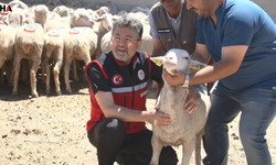 Küçükbaş Hayvancılıkta Dev Dönem: 180 Bin TL Bakım Desteği