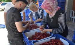 Manisa Demirci’de Kiraz Sezonu Açıldı: 20 Bin Ton Rekolte Hedefi