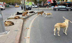 İçişleri Bakanlığı'ndan Sokak Köpekleri İçin Sert Açıklamalar
