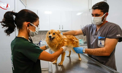 İzmir'de Sokak Hayvanları İçin Dev Proje