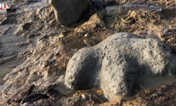 Tayland'da 150 Milyon Yıllık Yeni Bir Dinozor Türü Bulundu