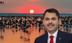 Tuz Gölü’nde Flamingo Sevinci: 12 Bin 800 Yavru Sayısına Ulaşıldı