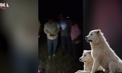 Aksaray'da Çoban Köpeğinin Canına Kıyan Şüpheli Cezaevinde