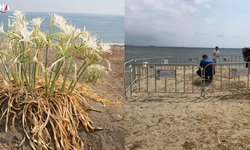 Şarköy Plajlarında Kum Zambağı: Koparmanın Bedeli Tam 699 Bin Lira