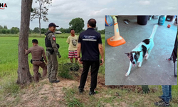 Tayland'da Evin Köpeği Ağzında El Bombasıyla Geldi