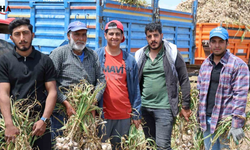 Sevdiği Kıza Kavuşabilmek İçin Tarlada Başlık Parası Biriktiriyor