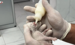 Mersin'de 5 Yavru Kedi Ağzı Bağlı Poşetten Çıktı