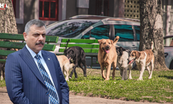 İçişleri Bakanı Çiftçi Duyurdu: ''Sokak Hayvanlarının Yüzde 92'si Barınaklarda''