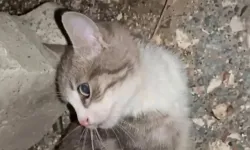 Yavru Kediye İşkence Görüntüleri Kan Dondurmuştu! Savcılık Harekete Geçti, Gözaltı Kararı Verildi