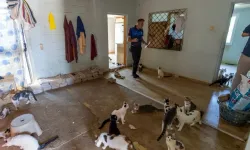 Mahallelinin Çöp Ev Sandığı Adresten Yaklaşık 100 Kedi Kurtarıldı!