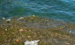Türkiye'nin Denizleri Alarm Veriyor: Marmara'da Oksijen, Karadeniz'de Balık, Akdeniz'de Sıcaklık Krizi