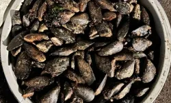 Bolu'da Dev Operasyon: 650 Kilo Bozuk Midye Yakalandı!
