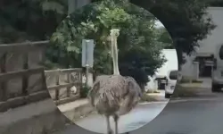 Şile’de Trafiğe Çıktı! Hayvanat Bahçesinden Kaçan Devekuşu Ortalığı Karıştırdı