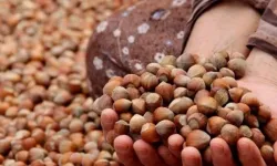 Fındık Piyasasında Denetim: Bakanlık Müfettiş Görevlendirdi