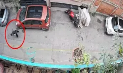 Bursa'da Kucağındaki Kediyi Yere Vuran Şüpheli Yakalandı