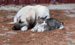 Erzurum'da Vicdanları Yaralayan Karar: Sokak Hayvanlarına Bir Kap Mama Vermek Yasaklandı!
