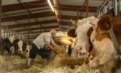 Tarım ve Orman Bakanlığı Açıkladı! 480 Bin Baş Besilik Erkek Sığır İthal Edilecek