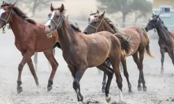 TİGEM 26 Safkan Arap Koşu Tayı Satacak