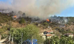 Bursa'da Orman Yangını Çıktı