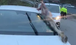 Arnavutköy'de Otomobil Ata Çarptı: 3 Yaralı