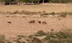 Ankara'da Başıboş Köpeklerin Saldırdığı Koyunu Vatandaş Kurtardı