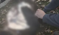 Rusya Ukrayna’da Parkı Vurdu: 3’ü Çocuk 6 Ölü