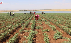 Çiftçinin Kredi Borcu 1,5 Trilyon Liraya Ulaştı