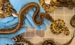 Kapıkule'de Yurda Kaçak Olarak Sokulmak İstenen 67 Piton Yılanı Ele Geçirildi