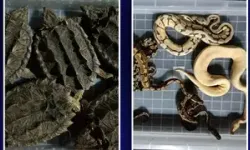 Almanya'da Havalimanında Valizden 37 Canlı Zehirli Yılan Çıktı