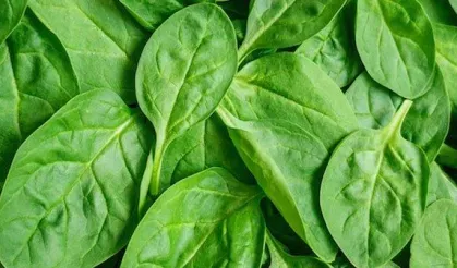 Ispanak Hakkında Az Bilinen Gerçekler Şaşırtıyor