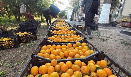 Mandalina Fiyatları Bahçede 15 20 Manavlarda 100 TL