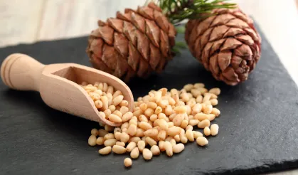 Çam Fıstığı Tüketimi Sonrası Çam Sendromu Tehlikesi! Uzmanlardan Kritik Uyarı