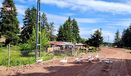 Gerede’nin Saklı Cenneti: Urumşah Yaylası