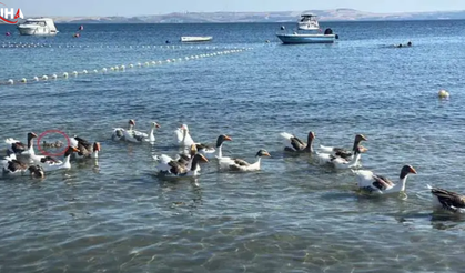 Balıkesir'de 'Şartlı Tahliye' Edilen Kazlardan Yetim Ördeğe Şefkat Eli