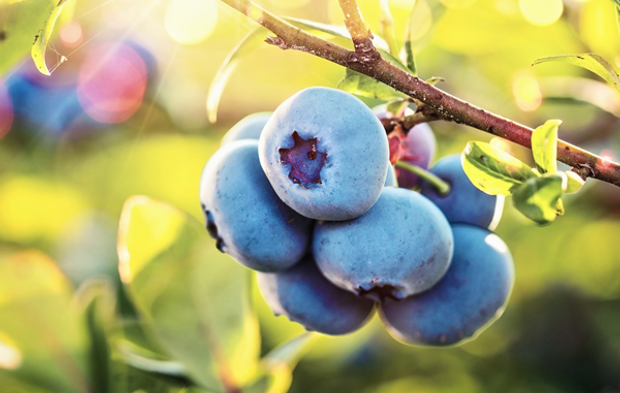 Yaban Mersini Artık Zirvede Değil: İşte 11 Güçlü Besin