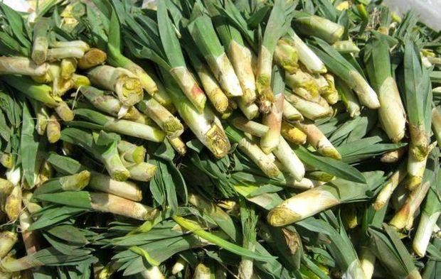 Dağlardan Gelen Şifa 'Çiriş Otu' Bu Yıl El Yakıyor