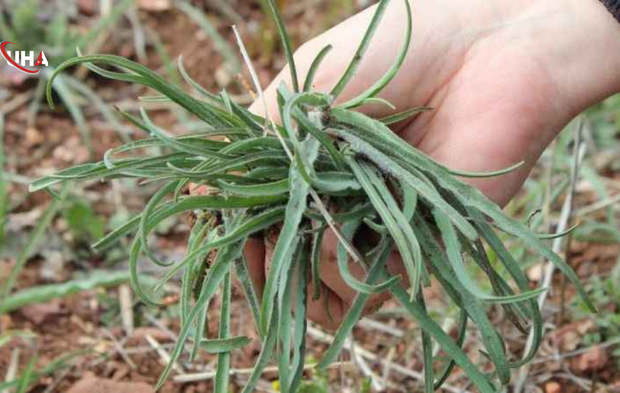 Anadolu’nun Gençlik İksiri: Mermer Gibi Bir Cilt İçin Yemlik Otu