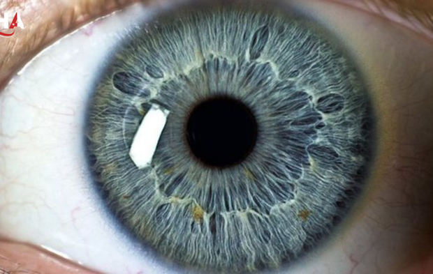 Göz Bebeği Boyutu Bilişsel Kapasiteyi Ele Veriyor