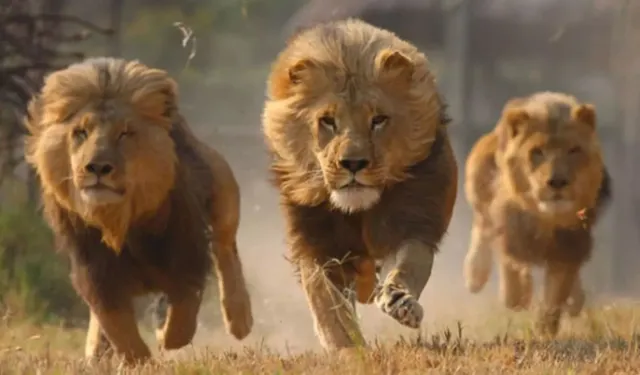 Hayvanat Bahçesinde Ölümcül Saldırı, Aslanın Kaderi Netleşti
