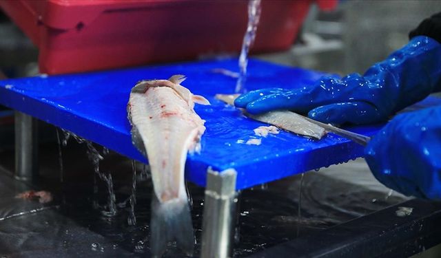 Muğla'dan 11 ayda 700 milyon dolarlık balık ihracatı yapıldı