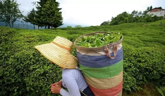 Bakan Yumaklı'dan "yaş çay alım fiyatı" açıklaması