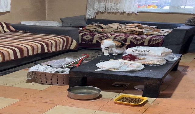 Avcılar'da 'Çöp ev' ihbarı: Kötü kokunun nedeni kediler çıktı